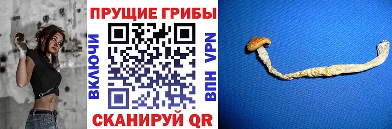 кракен как войти  продажа наркотиков  Нерчинск  Псилоцибиновые грибы мицелий 